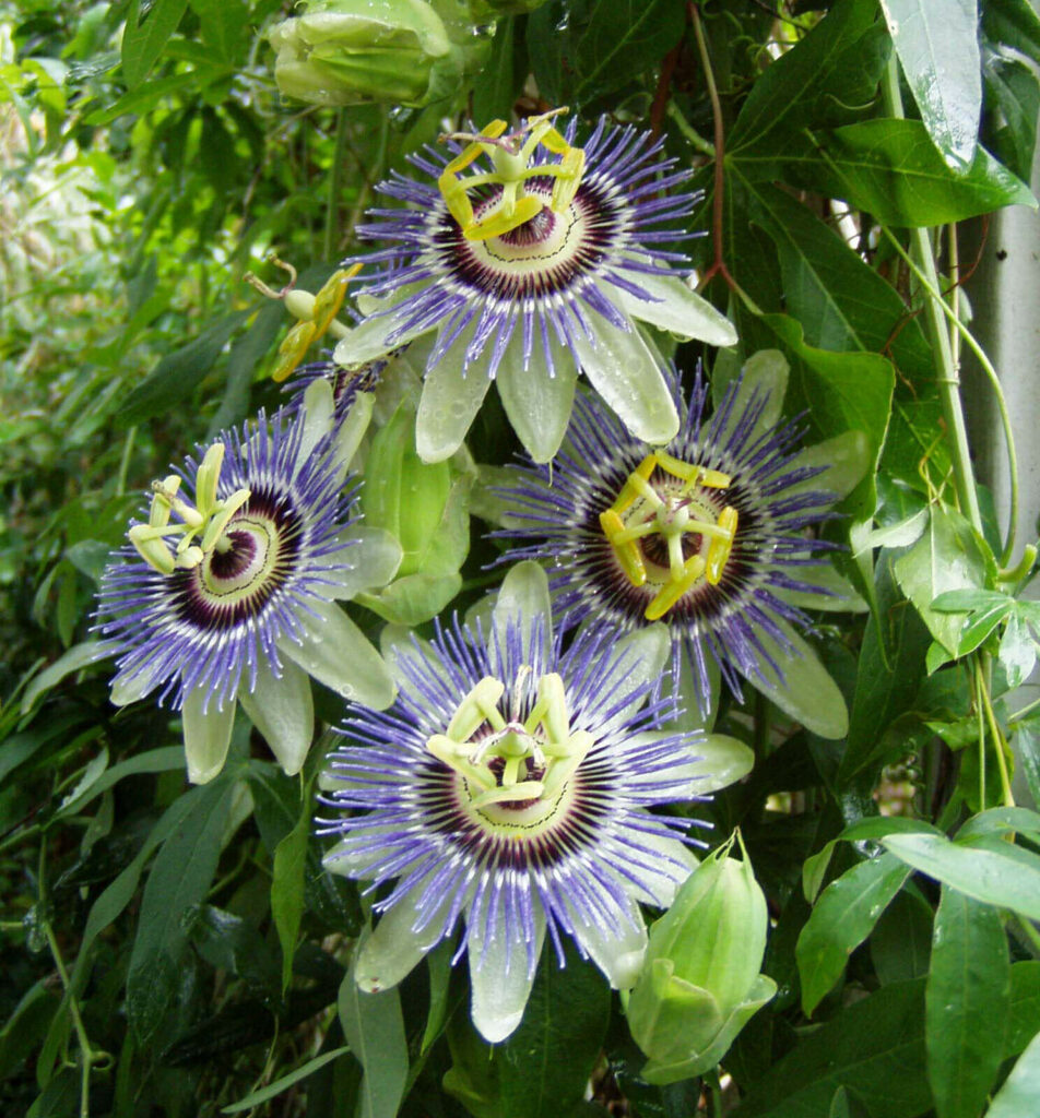 passiflora caerulea1