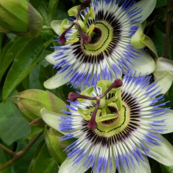 passiflora-caerulea-3