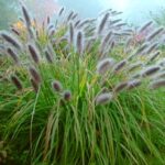 penisetum alopecuroides moudry