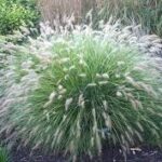 penisetum-alopecuroides