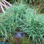 carex flacca