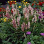 persicaria affinis kabouter