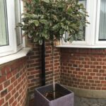 photinia pink marble na stapu