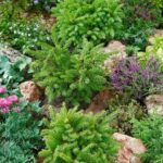 picea abies maxwellii1