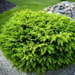 picea abies nidiformis