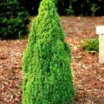 picea glauca laurin
