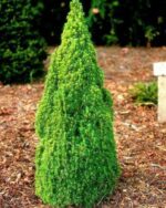 picea glauca laurin