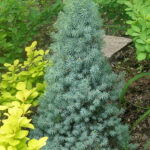 picea glauca sanders blue2