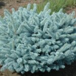 picea pungens glauca globosa