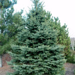 picea pungens - srebrna smrca