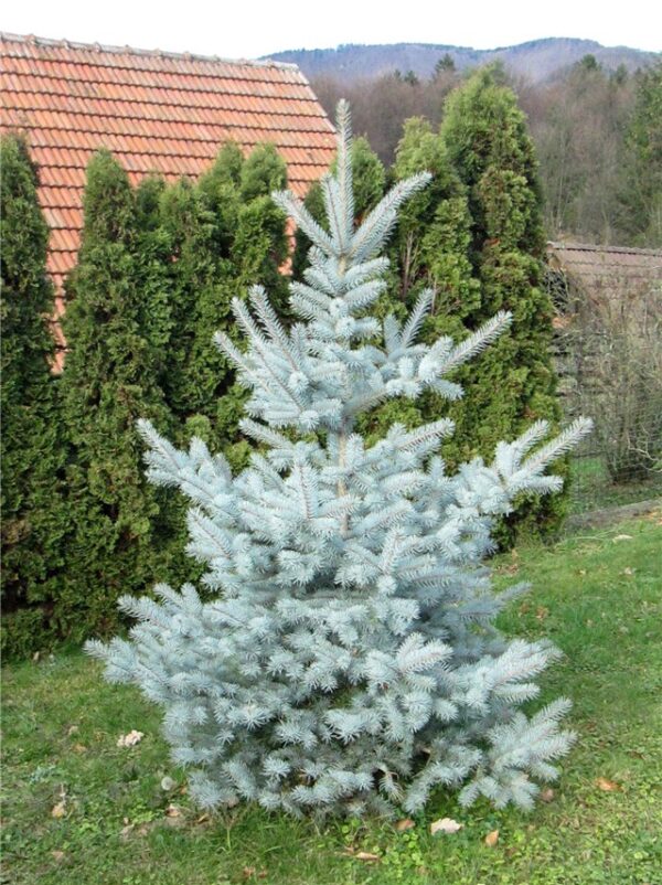 picea pungens edith1