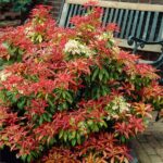 pieris mountain fire