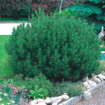 pinus mugo