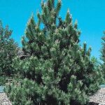 pinus nigra - crni bor