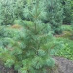 pinus strobus svileni bor