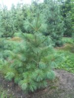 pinus strobus svileni bor