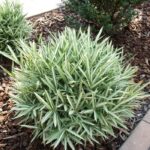 mini bambus - pleioblastus variegatus