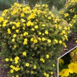 potentilla fruticosa goldfinger1