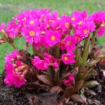 primula gigas pink rubin