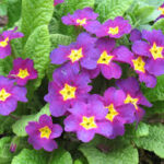 primula-jagorčevina ljubičasta