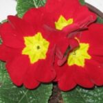 primula-jagorčevina