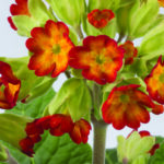 primula veris orange