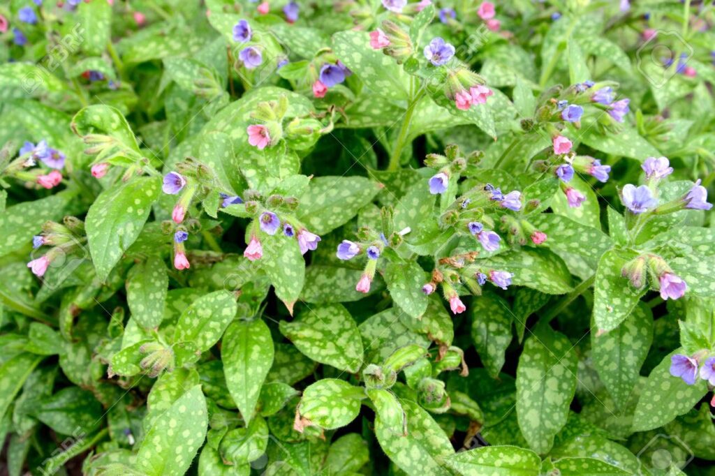 Plucnjak - pulmonaria mrs moon