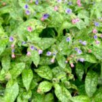 Plucnjak - pulmonaria mrs moon