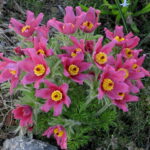 pulsatila crvena