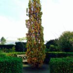 quercus robur fastigiata