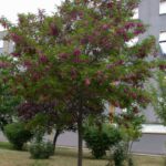 robinia hispida