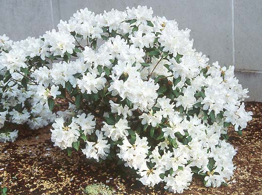 rododendron dora amateyst