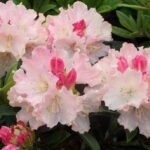 rododendron dreamland1