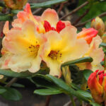 rododendron-hybrid-yellow-1