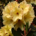 rododendron-hybrid-yellow-2