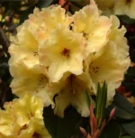 rododendron-hybrid-yellow-2