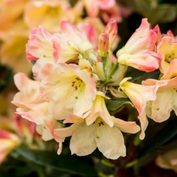rododendron-hybrid-yellow-3