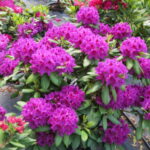 rododendron rasputin