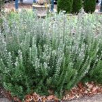 ružmarin rosmarinus officinalis