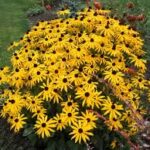 rudbeckia fulgida-pupavica