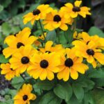 rudbeckia toto
