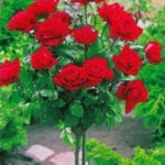 ruza crvena stablasica