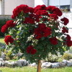 ruza stablasica lavaglut2