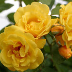 golden-sweet-mini-ruza