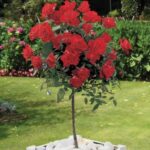 ruza stablasica red dance