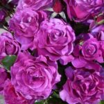 ruza deutsche vele - dojče vele