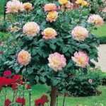 ruza stablasica gloria day