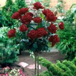 ruza stablasica norita