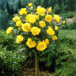 mini-ruža-stablašica-Golden-Yuwell