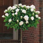 Kuglasta-ruža-stablašica-aspirin-1